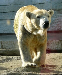 Polar bear mammal bear