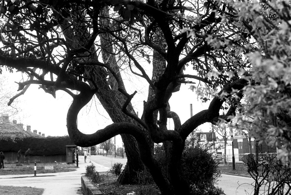 Strange tree at New Addington