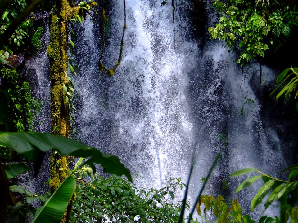 Nature forest tropics