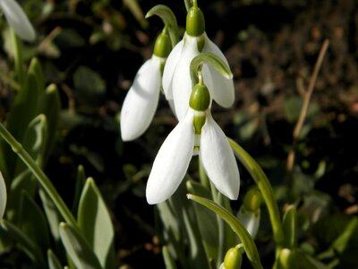Macro nature plant