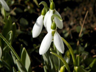 Macro nature plant photo