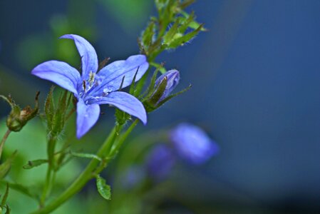 Flower nature blue photo