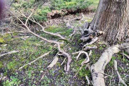 Tree near far end of Coulsdon railway footbridge