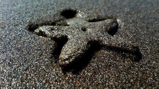 Star fish under beach sand photo