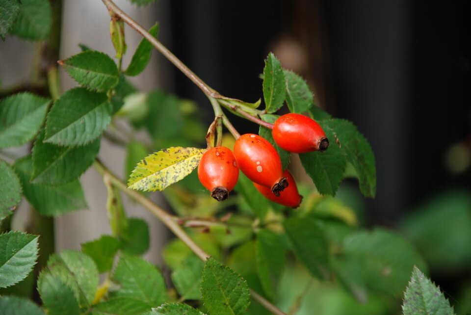 Red nature wild rose