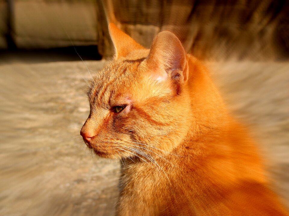 Cat approach feline