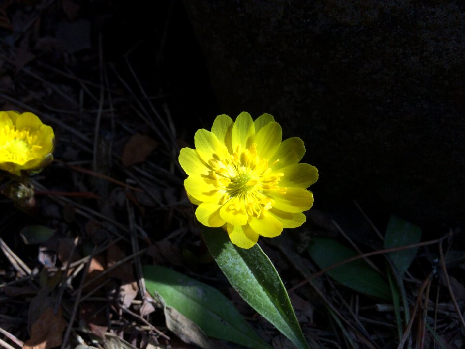 Spring flowers japan