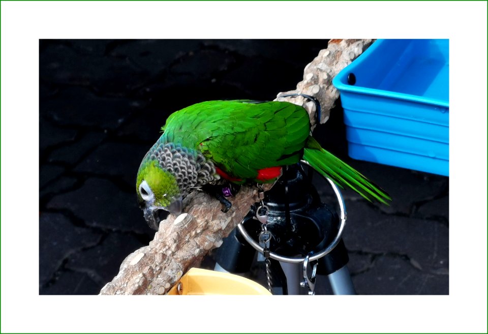 Chained parrot
