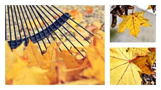 Nature autumn leaf yellow