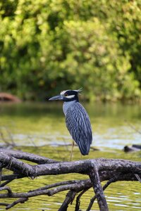 Bird river costa rica photo