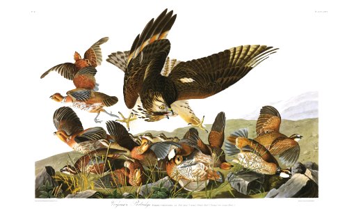 Audubon's Virginian partridge