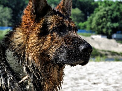 German dog shepherd photo