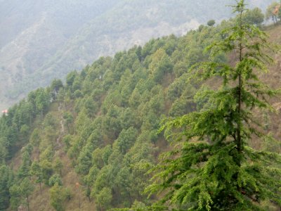 palampur