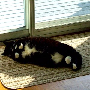 Leia grabbing a piece of sunshine at the old house. #cats #blackcats #catsofinstagram