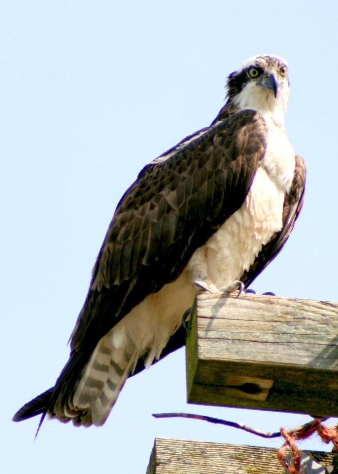 1227 osprey munsel odfw