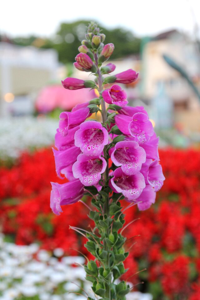 Nature purple plant photo