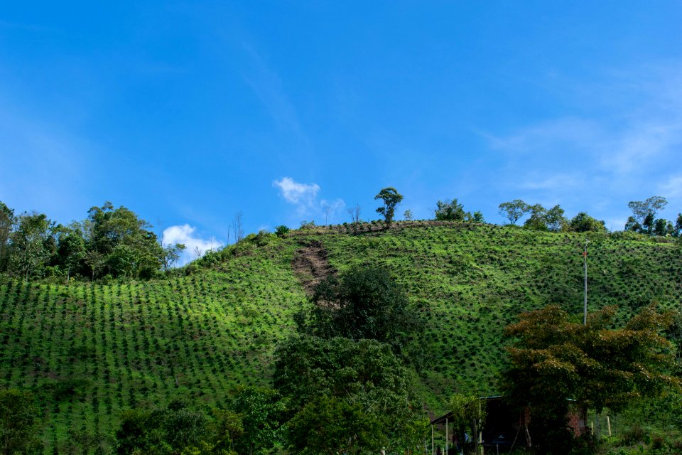 Montañas serranía del perijá codazzi cesar