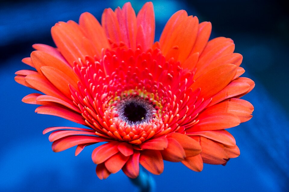 Red flower garden plant