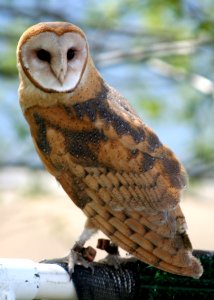 4592 barn owl munsel odfw
