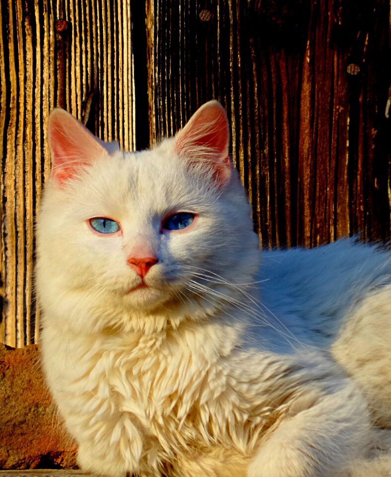 Cat white at the same time
