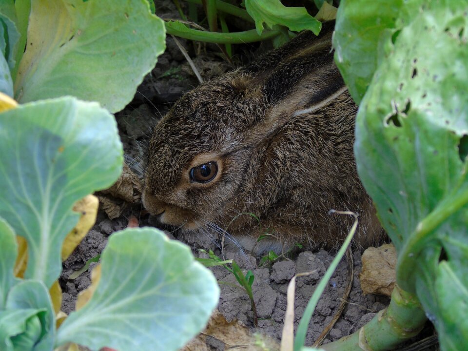 Animal young bunny