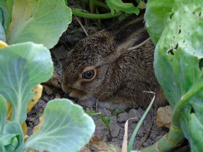 Animal young bunny photo