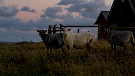 Sheep