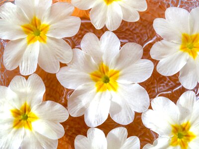 Pattern white yellow
