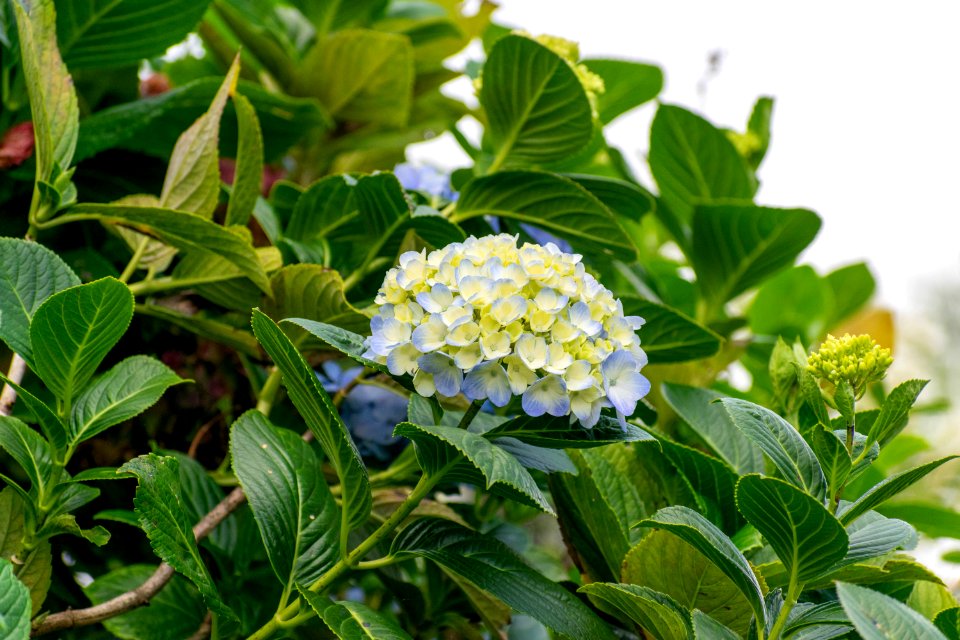 hortensia - plantas serranía del perijá