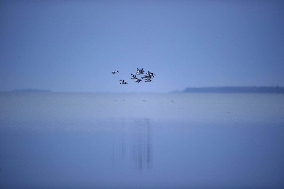 Fly the water the sea