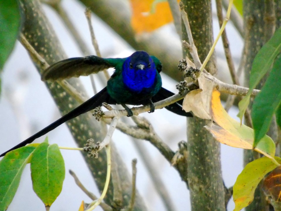 Eupetomena macroura