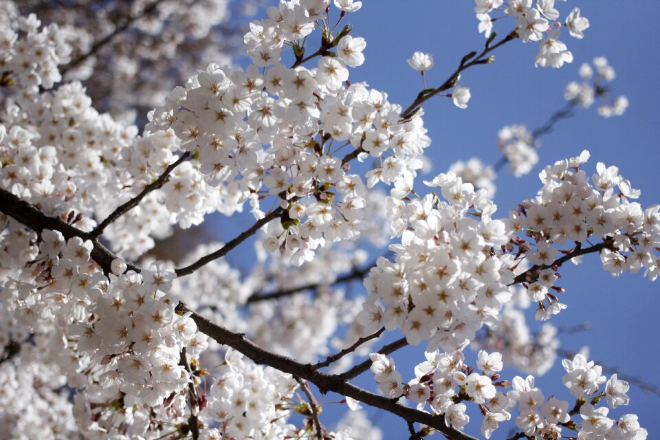 Bright white beauty