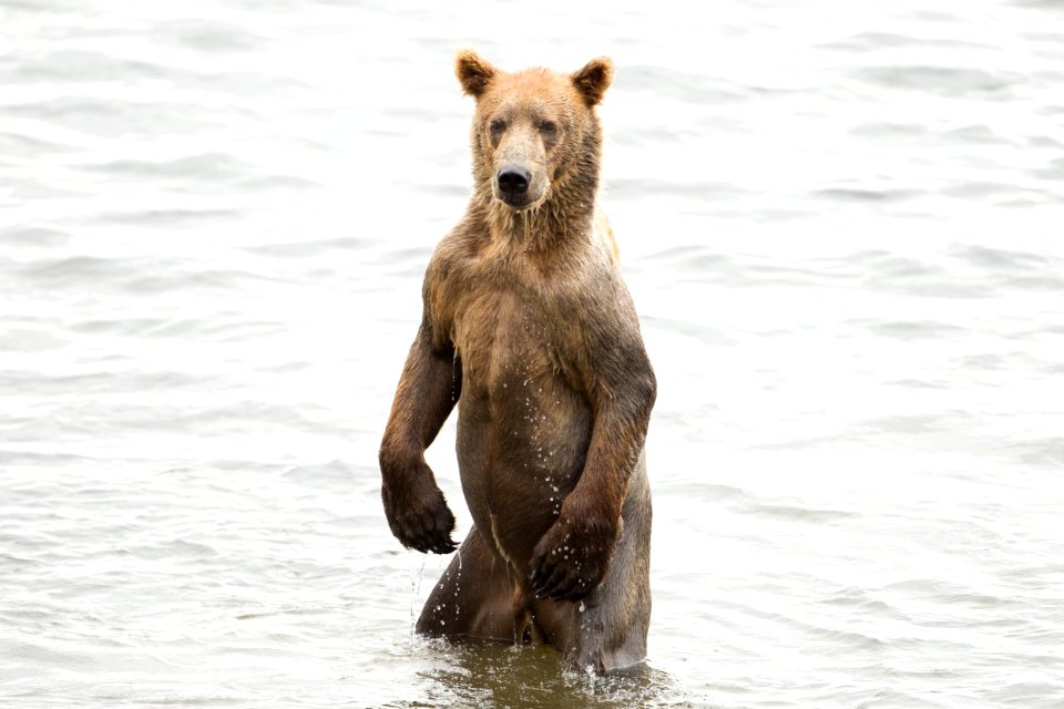 2 1/2 yr old cub fishing