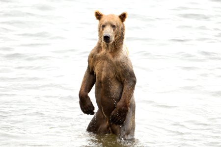 2 1/2 yr old cub fishing