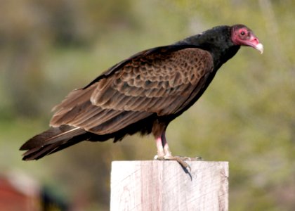 4243 turkey vulture odfw photo