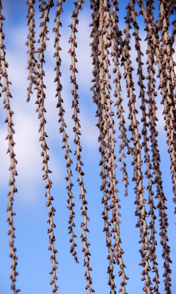 Bangalow palm strings sky