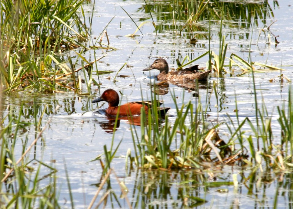4560 cinnamon teal pair munsel odfw