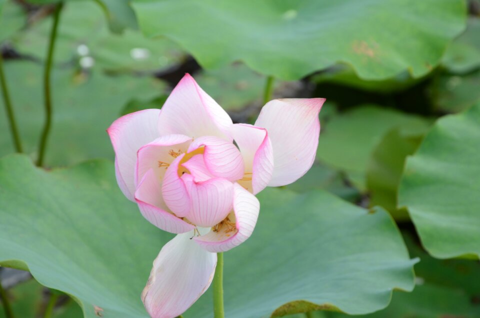 Blooming artistic conception china wind