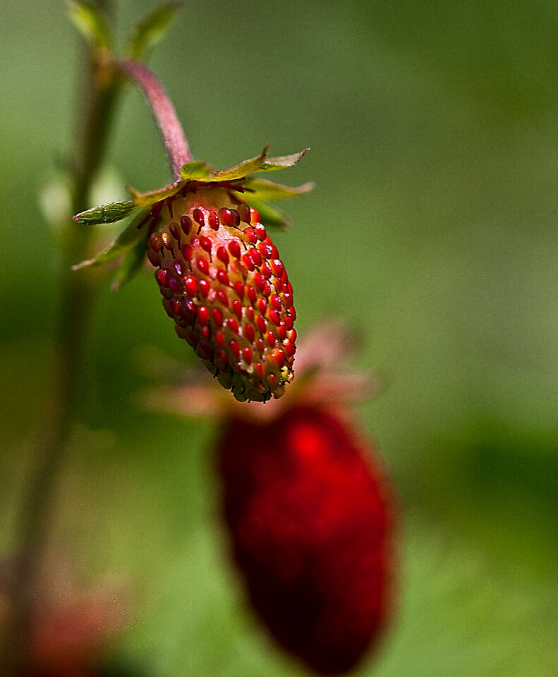 Summer plant nature