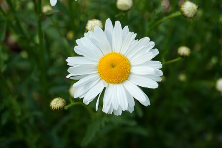 Bloom close up white photo