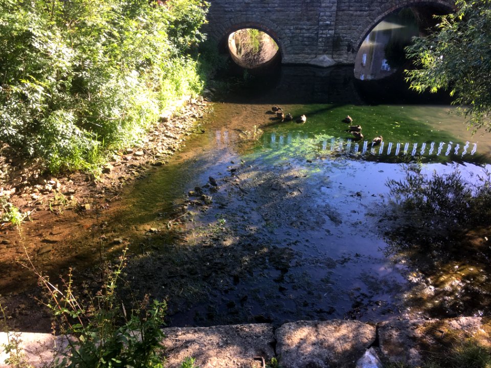 Ducks and moorhens
