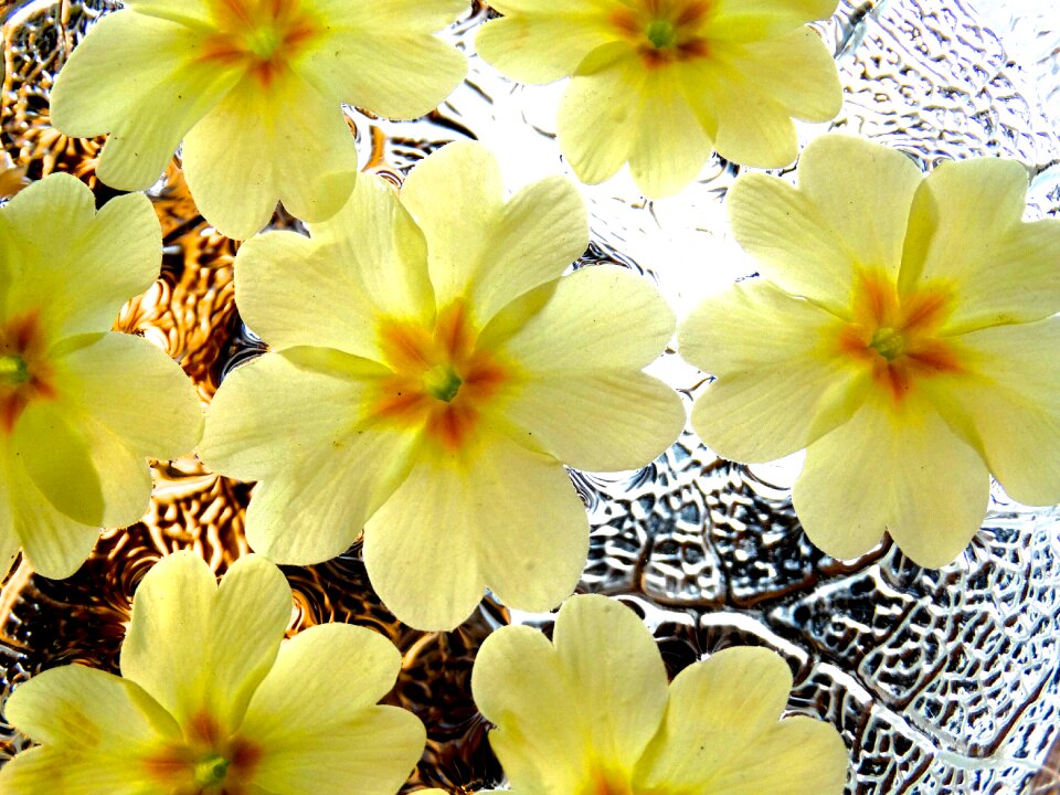Pattern white yellow