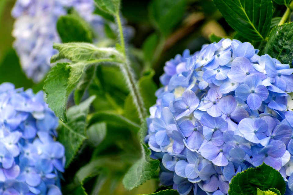 hortensia - plantas serranía del perijá