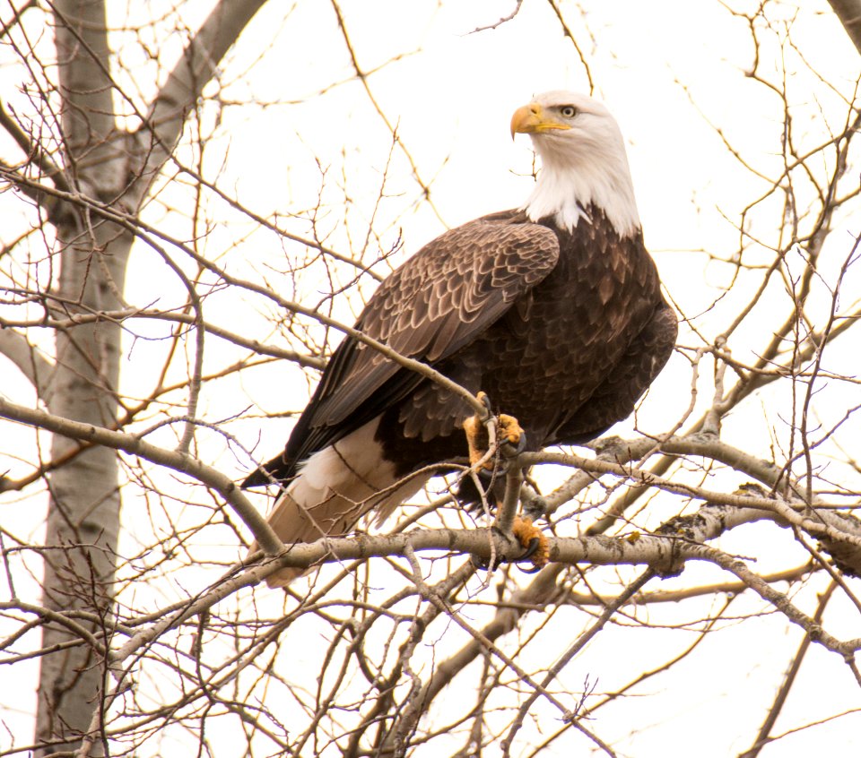 CNNF-eagle-FC-2014-10-29