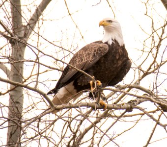 CNNF-eagle-FC-2014-10-29