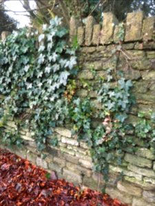 Wall and ivy2 photo