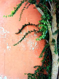 Pink tree green