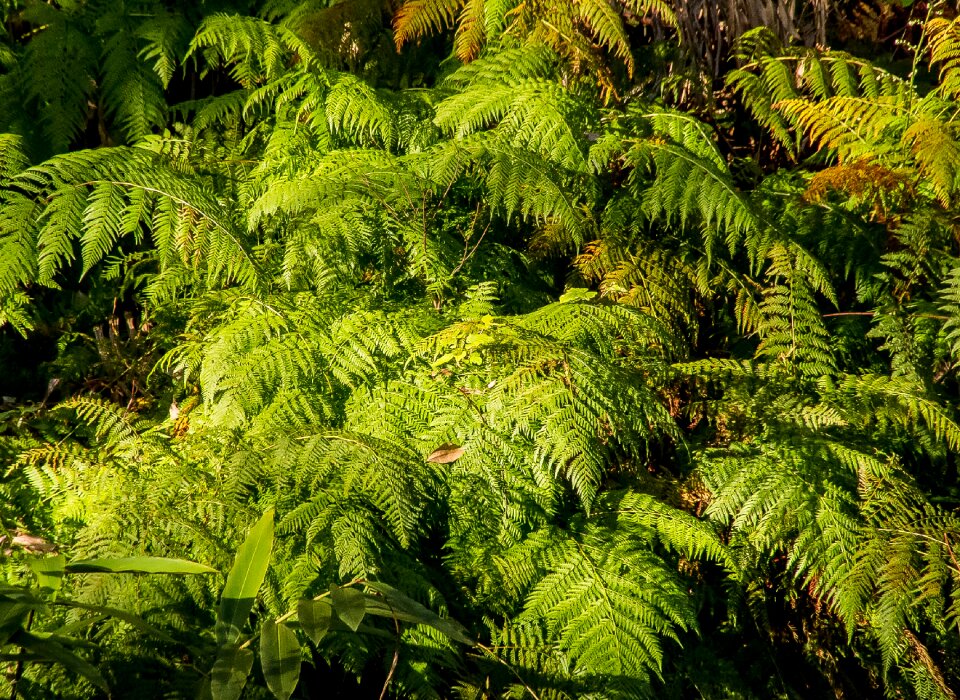 Foliage rainforest lush