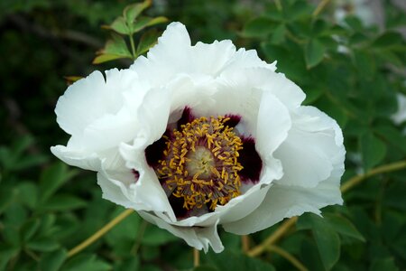 Flower blossom plant close up photo