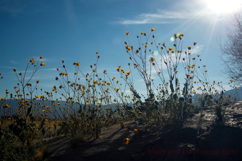 Borrego Springs Superbloom 2
